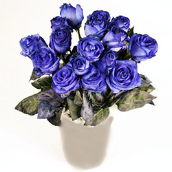 Blue roses bouquet (dozen)
