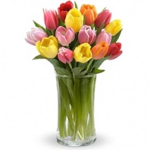 Assorted color tulip