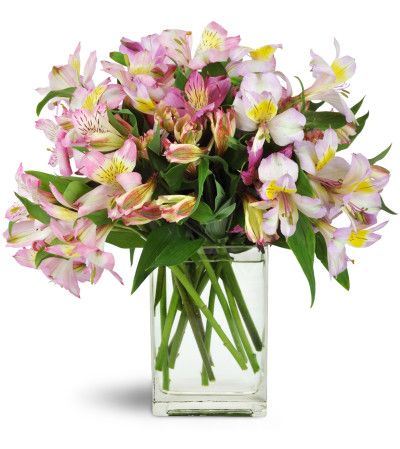 Lively Lilies