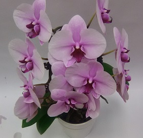 Purple orchid