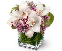 Teleflora Lovely Orchid