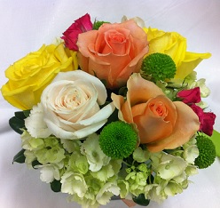 Colorful roses (6)