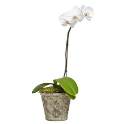 White Phalaenopsis Orchid