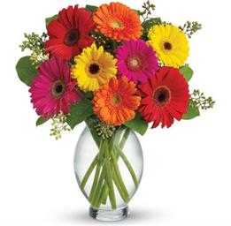 Gerbera Arrangement