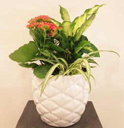 Planter with Vase