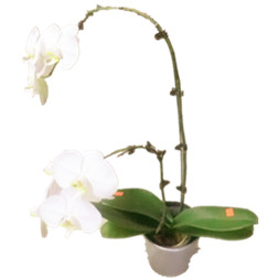 White Orchid