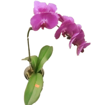 Purple Orchid