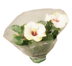 White hibiscus