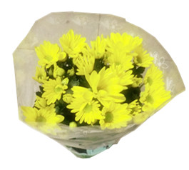 Yellow mum 