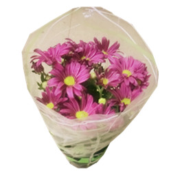 Purple mum