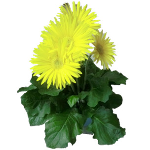 Gerbera Daisy