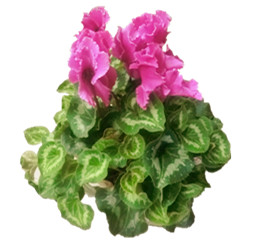 Cyclamen