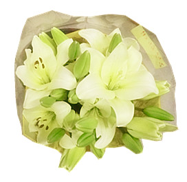 White Lilies 