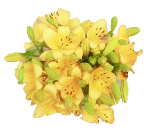 Yellow lilies 